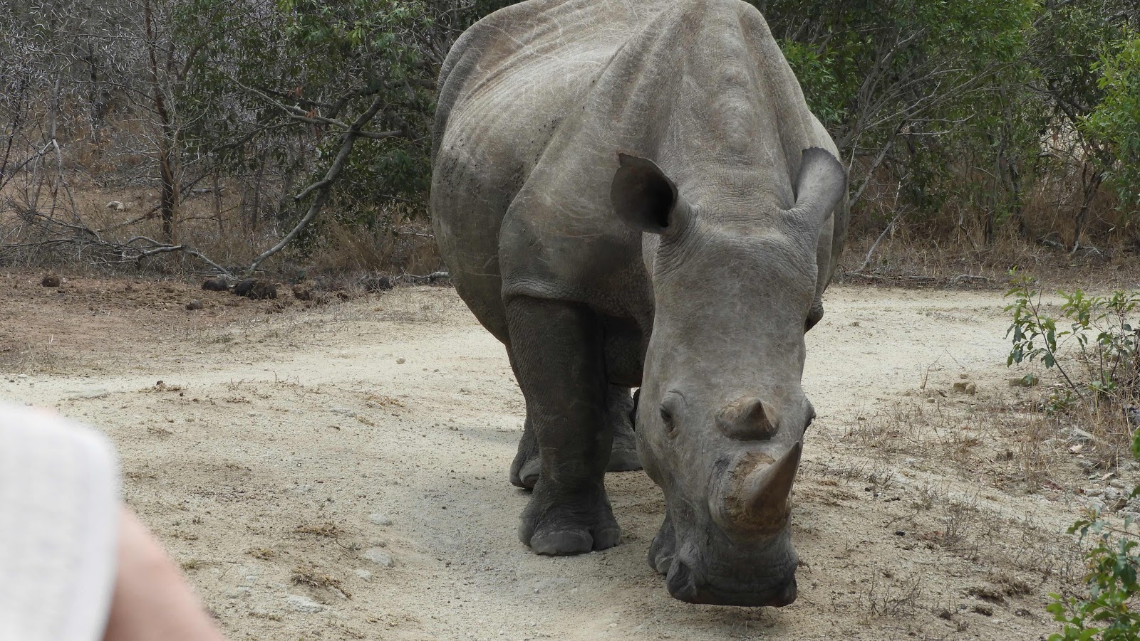 Mkhaya menacing rhino eSwatini