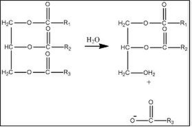 reação química de formação de óleos e gorduras