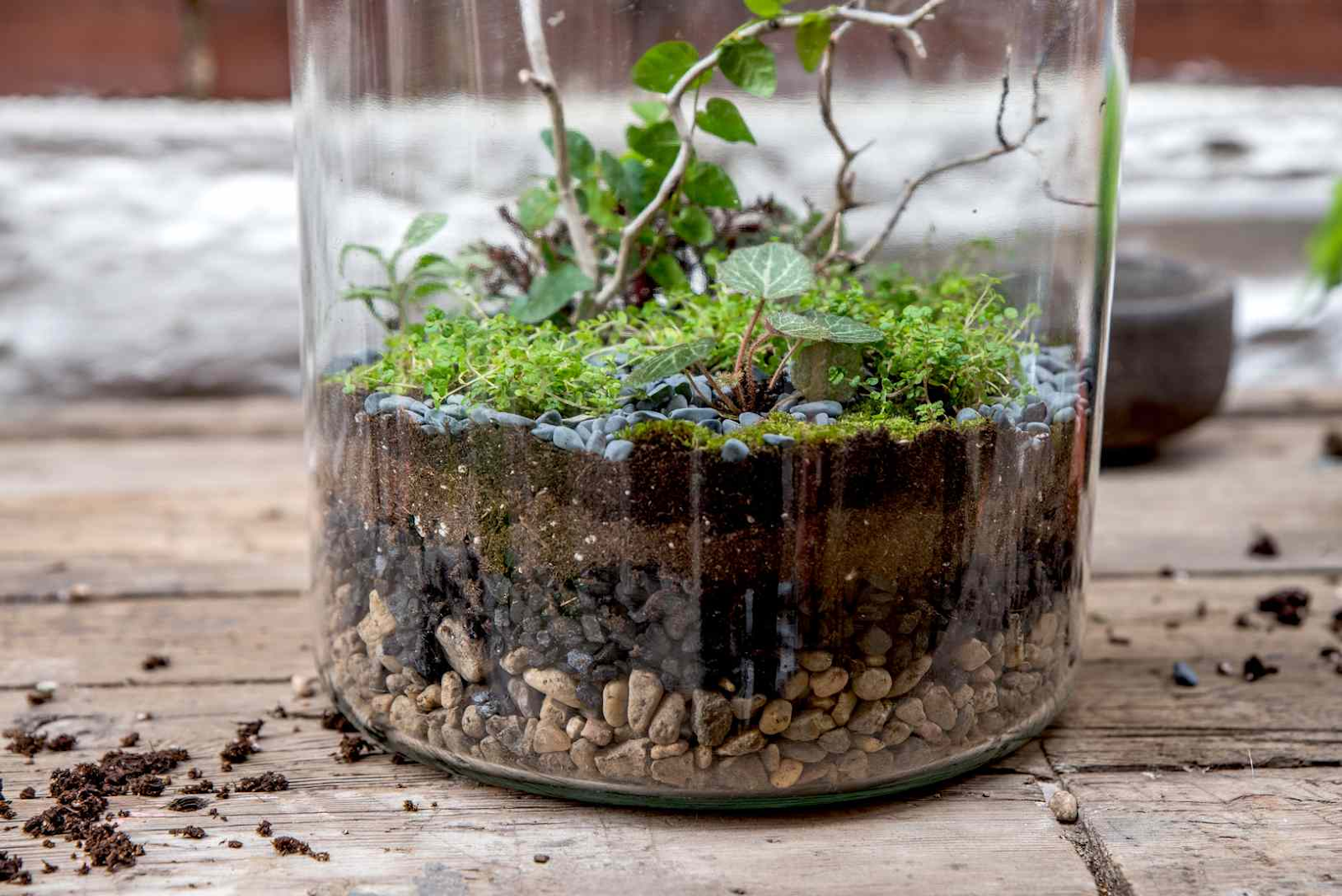 Terrarium Pokok.Asia