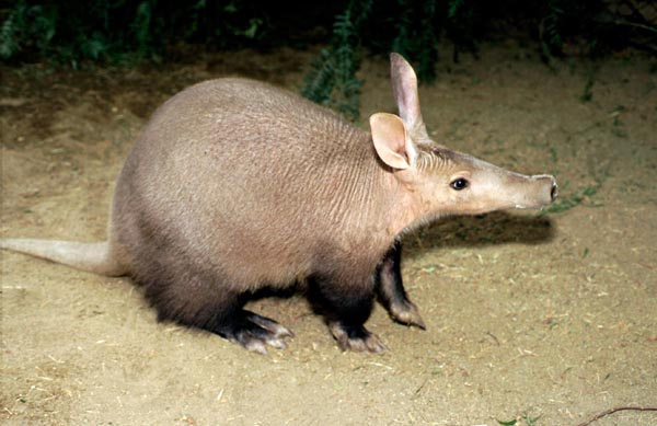 Usual appearance of aardvarks