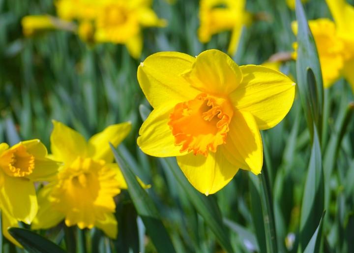 Image result for daffodil