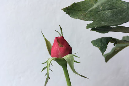 cara penjagaan bunga ros