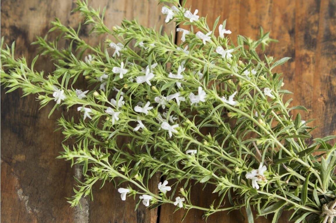 What Is Savory: All About The Herb and 4 Tasty Recipes - Recipes.net