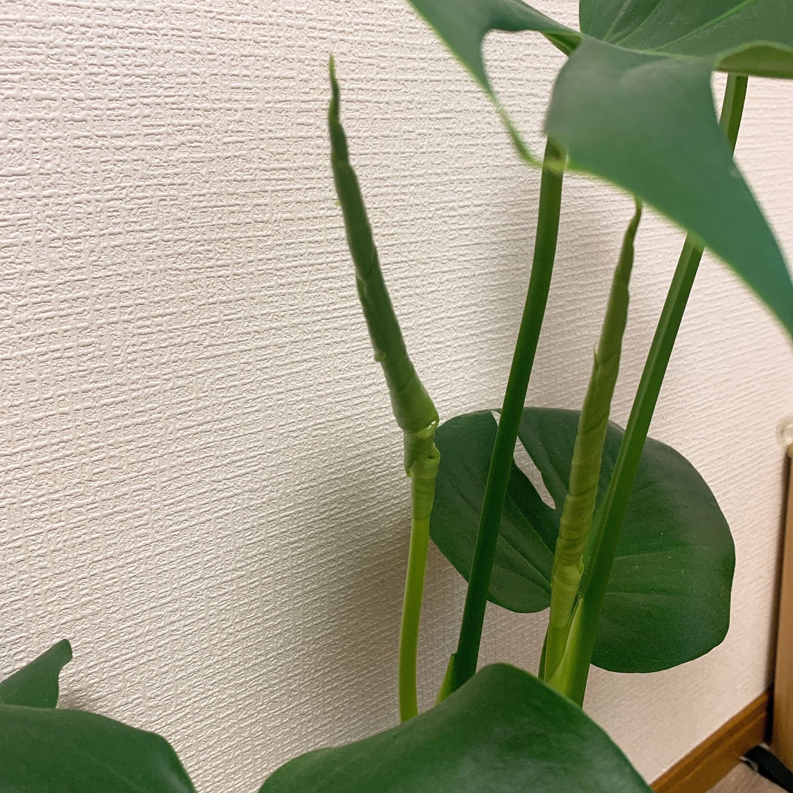 モンステラ