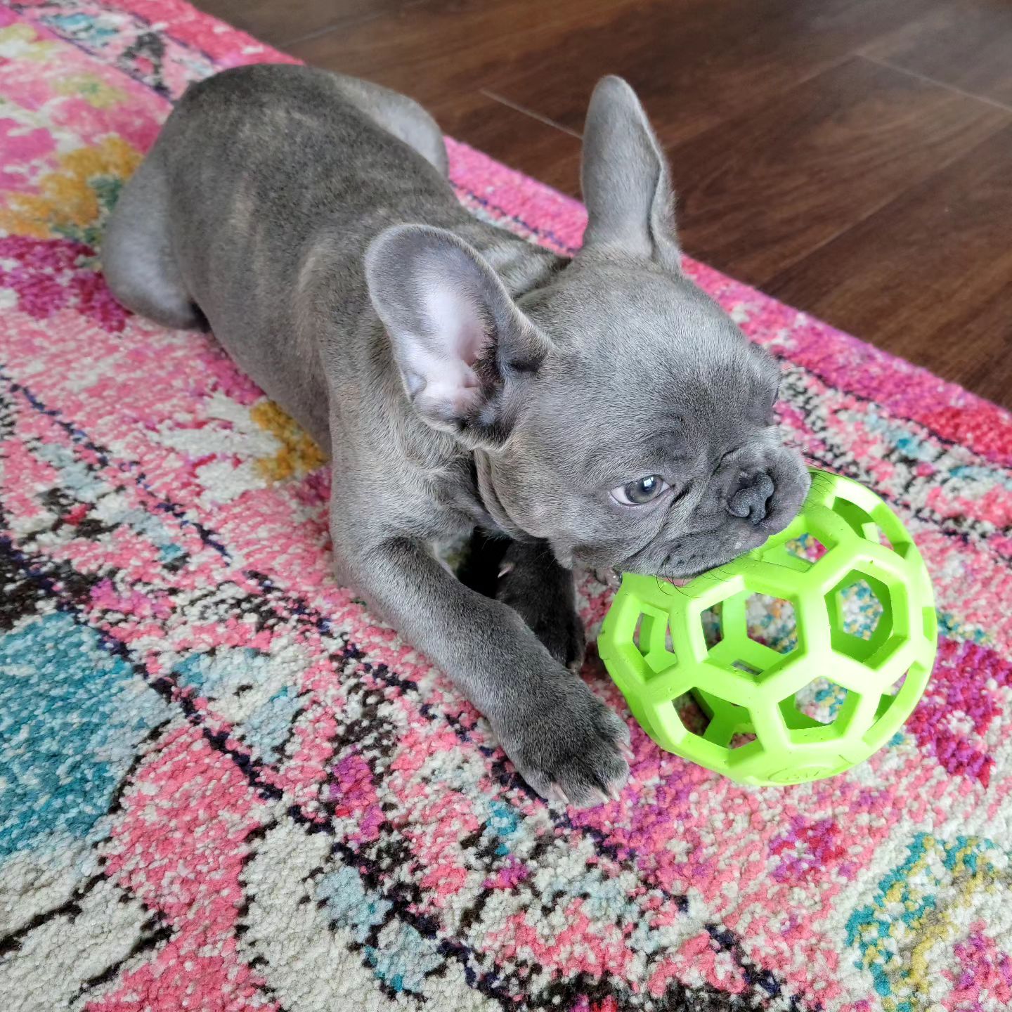 Photo by @adonisgraythefrenchbulldog in BarkNFetch.