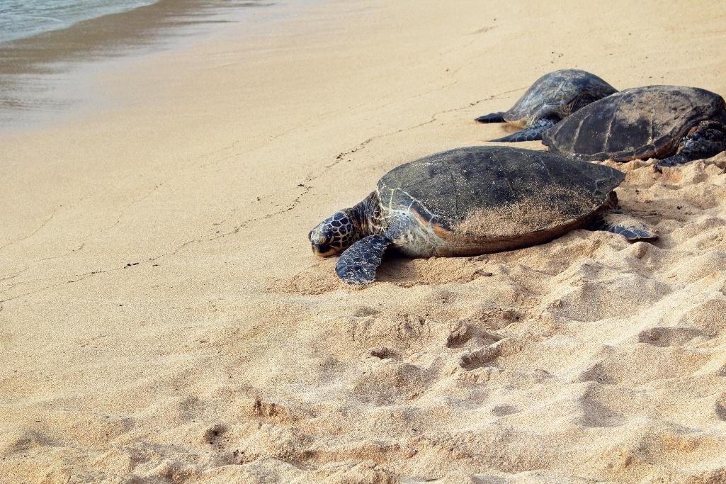 turtles in derawan islands