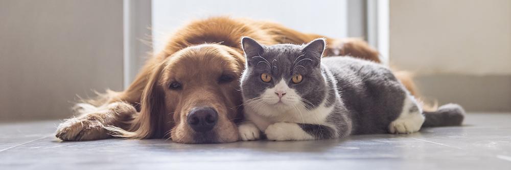 British shorthair and golden retriever friendly