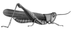 Picture of a grasshopper