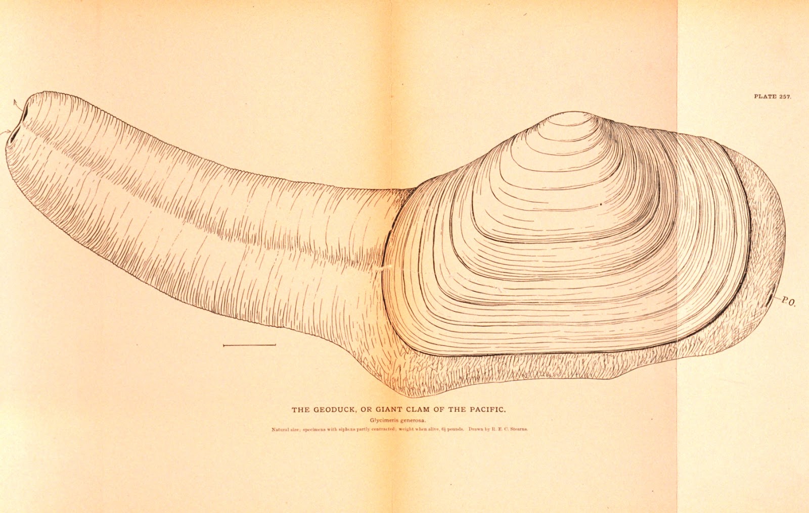 Geoduck.jpg
