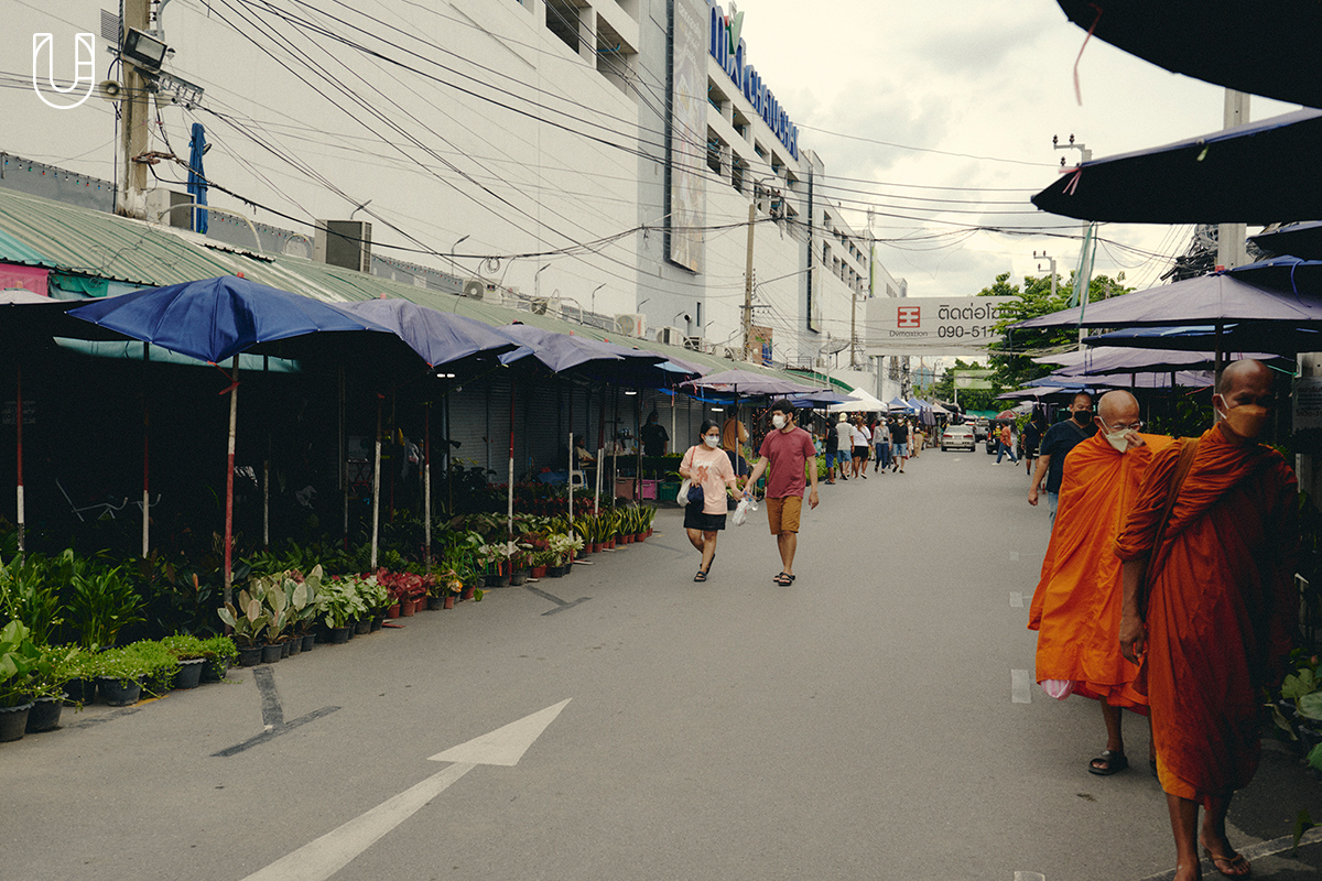 swap & go ‘ตลาดต้นไม้ ตลาดนัดจตุจักร’ ศูนย์รวมต้นไม้จากทั่วไทยมาไว้ใจกลางกรุง 