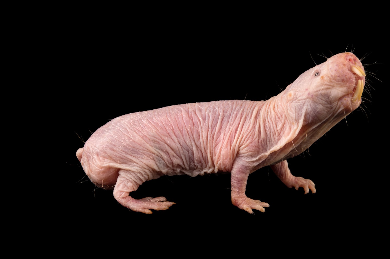 naked-mole-rat.jpg