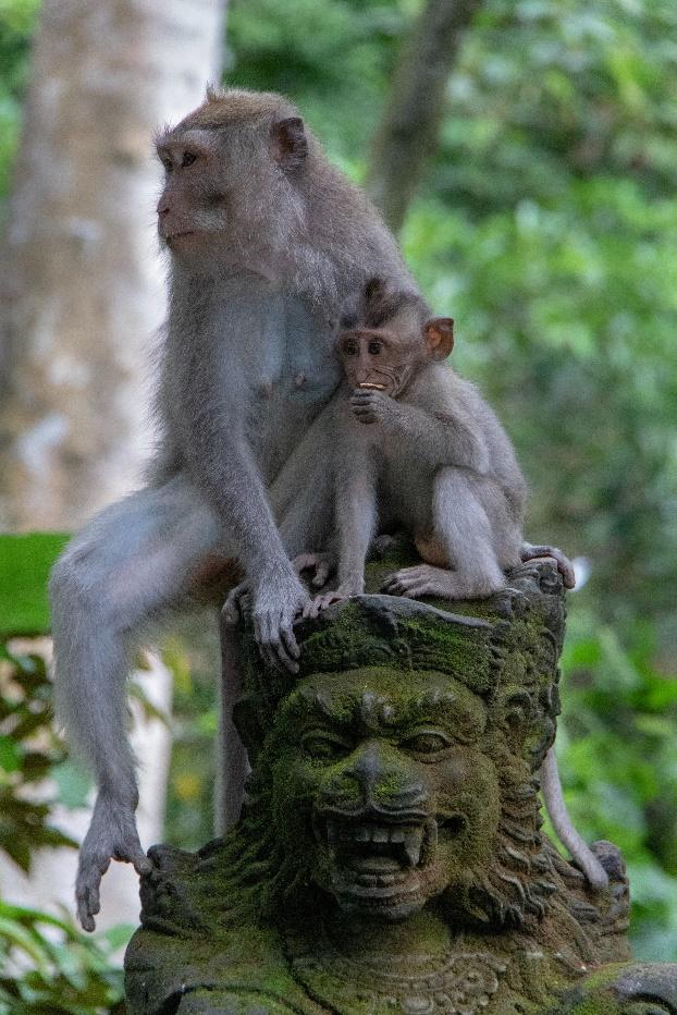 Monkey at ubud monkey forest