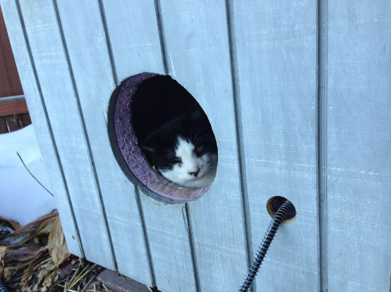 DIY Heated Cat House For Winter
