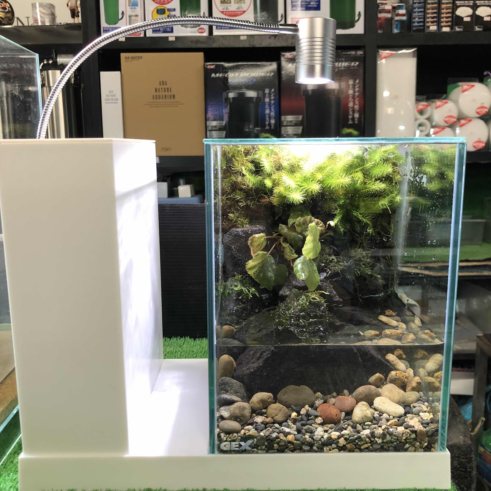 アクアテイク ｅ ブログ Gex Aqua Uレイアウトコンテストに応募しましょう