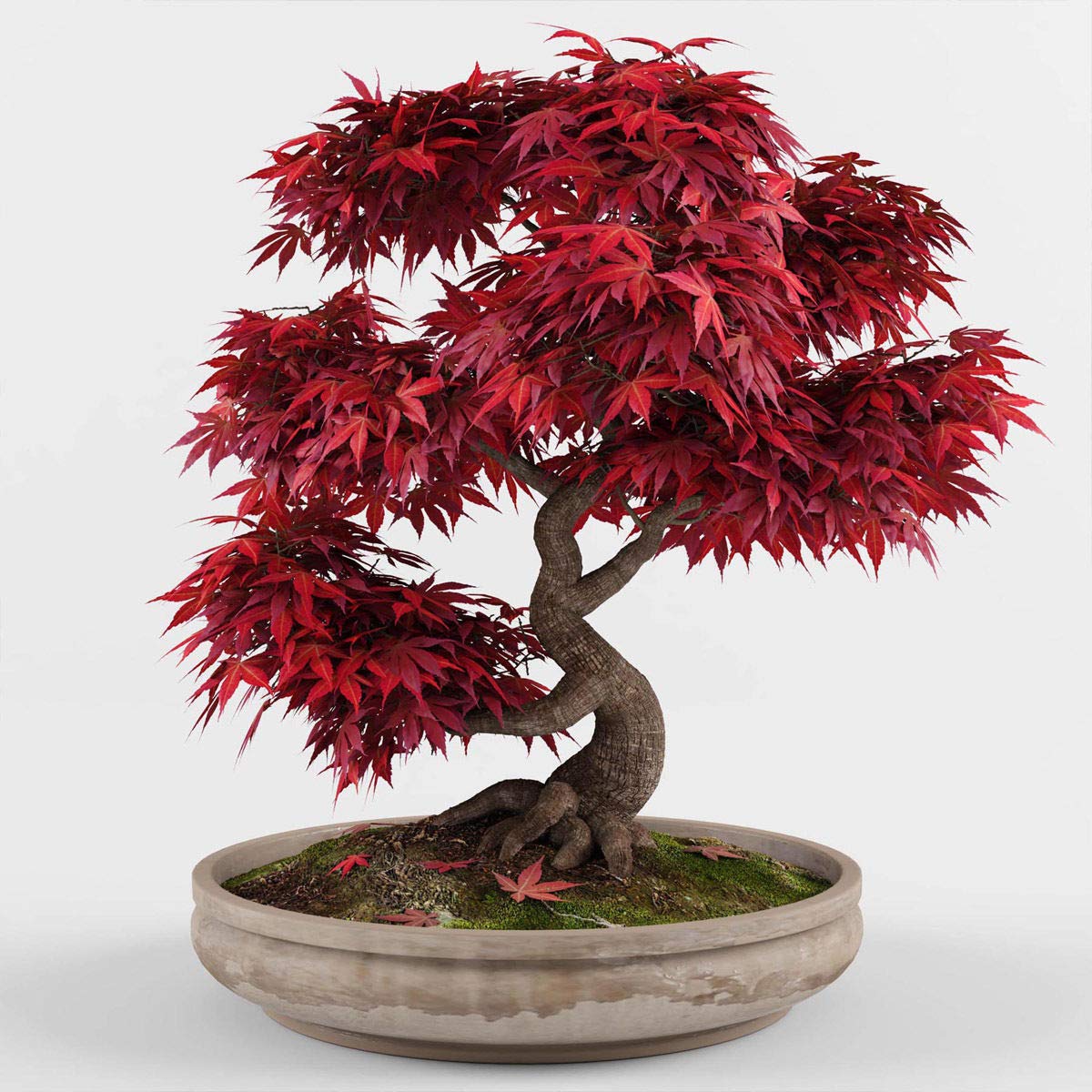 15 Best Indoor Bonsai Trees for Beginners