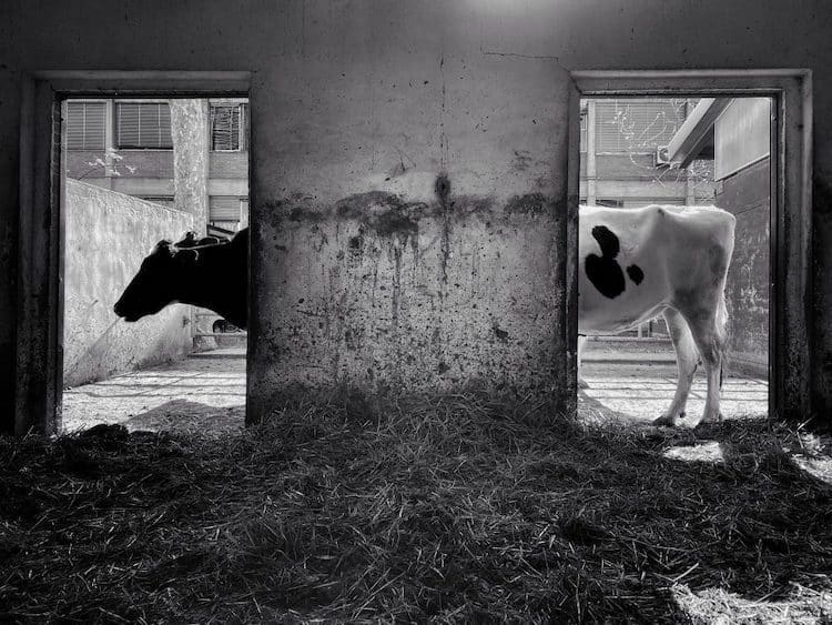 Black and White Photo of Cows