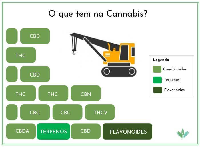 Canabinoides presentes na Cannabis