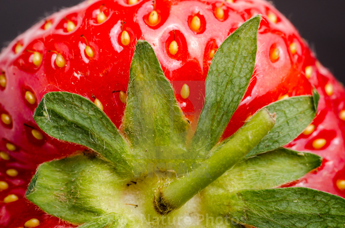 Extreme close up of a strawberry - License, download or print for £31.00 |  Photos | Picfair