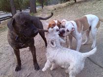 Aslan, quince meses, Dogo Canario