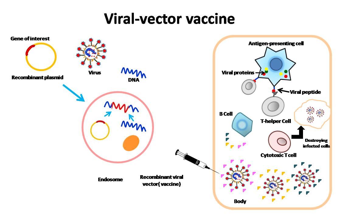 viral vector vaccine.jpg