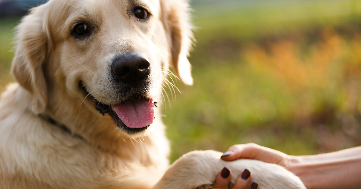 Dog paw in human hand