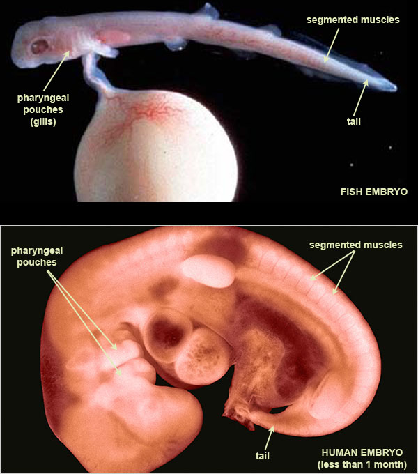 Chordate embryos