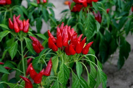 Mirasol Pepper