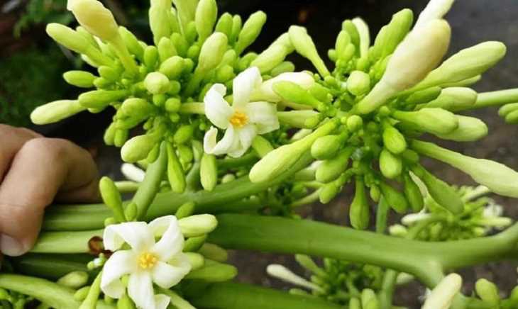 Cách chữa viêm họng có đờm an toàn và hiệu quả 22 Hoa đu đủ đực giúp tiêu viêm, loãng đờm cực hiệu quả