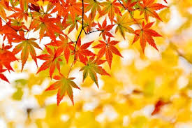 Image result for autumn