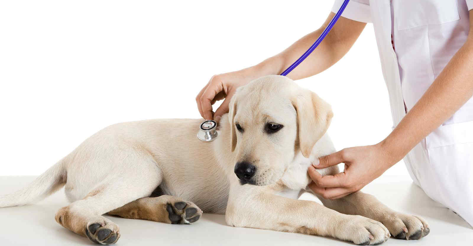 Chó bệnh đường ruột có biểu hiện như thế nào? 