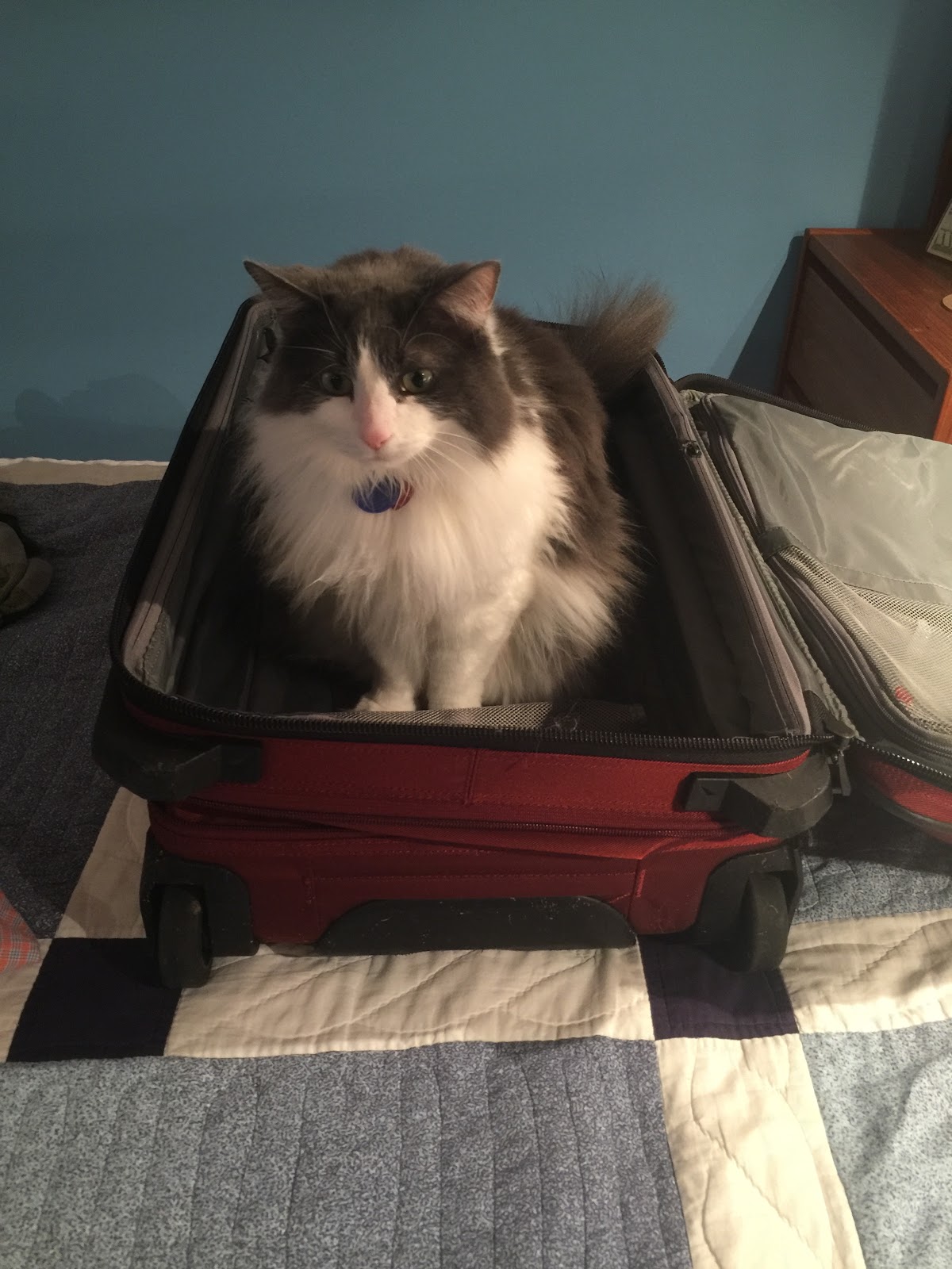 Pearl the cat in a suitcase