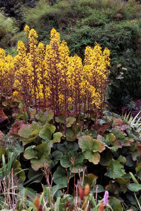 3. Ligularia