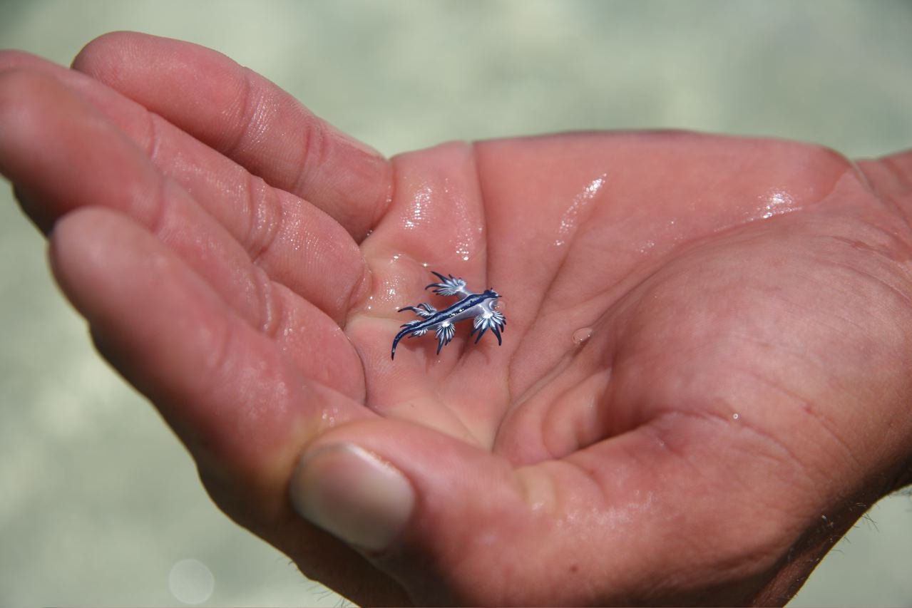 Bluebottles visit Sydney's beaches in droves: Why they arrive each summer