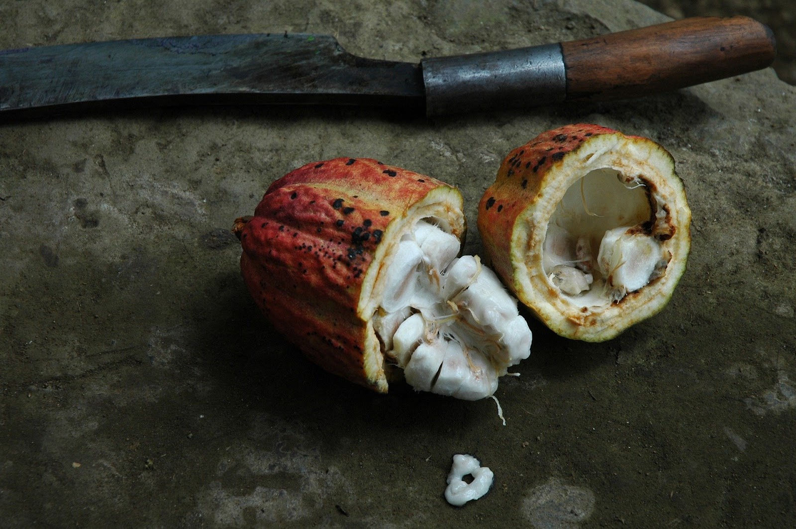 Cocoa bean, Costa Rica
