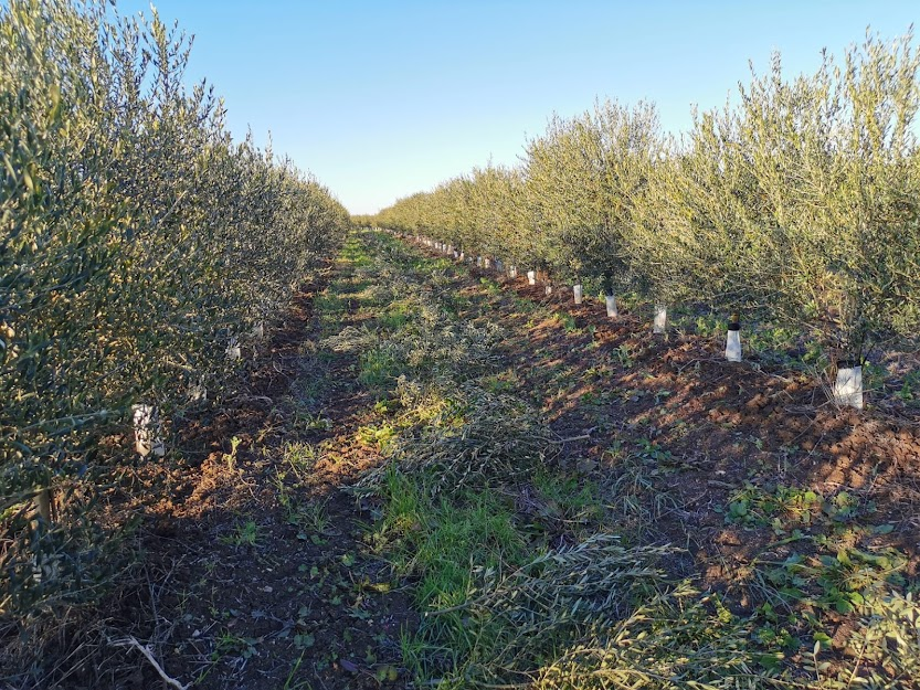 olive grove in hedge. ESAO olive grove management course