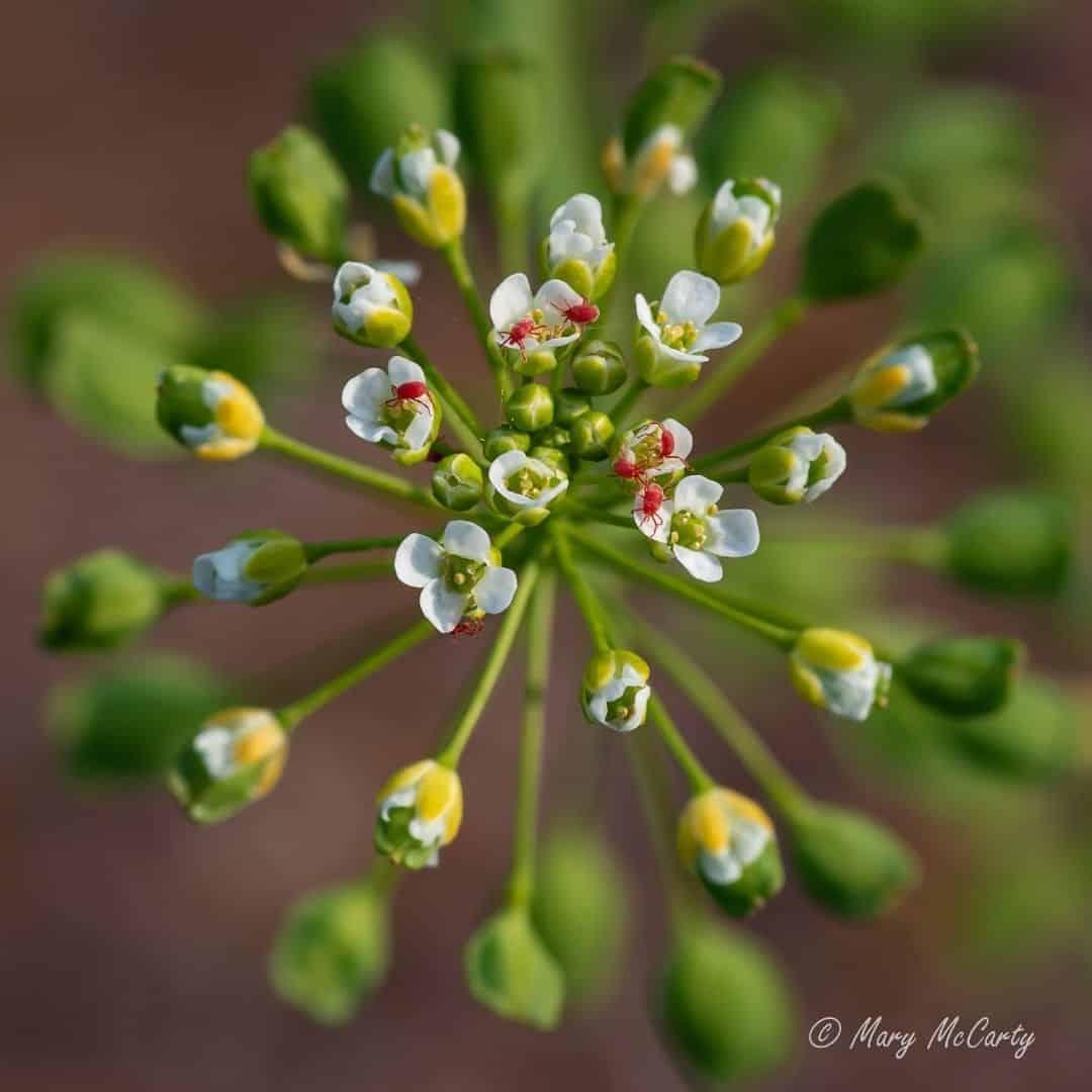 Ácaros del trébol En su jardín