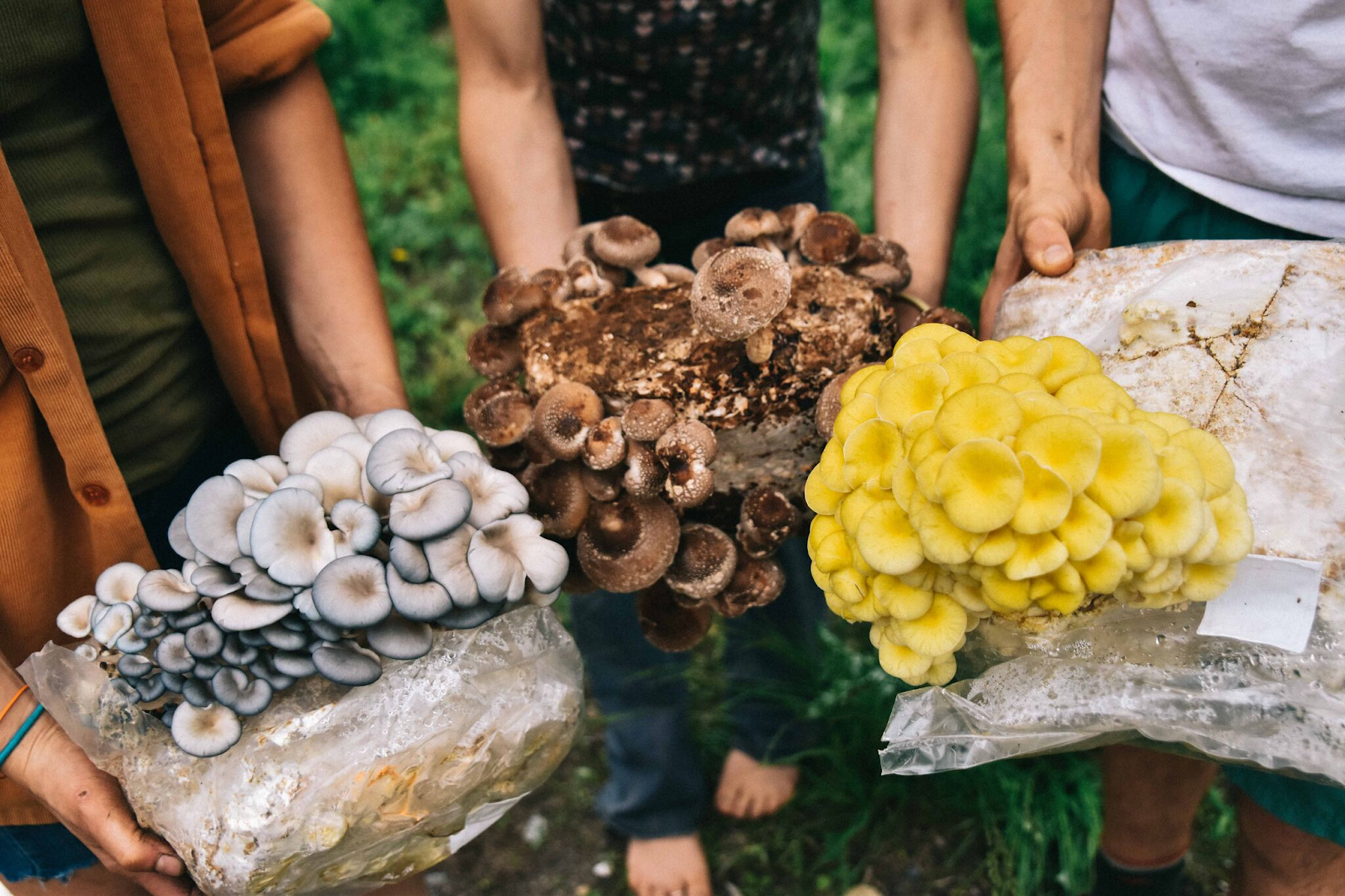 Different Types of Mushrooms