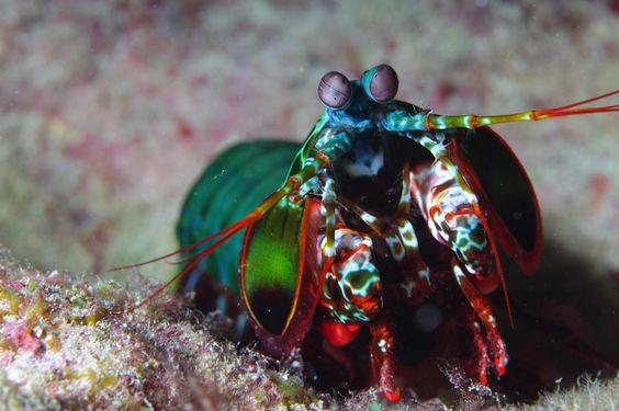 กั้งตั๊กแตน 7 สี (peacock mantis shrimp) สัตว์ตัวจิ๋วแต่หมัดหนักที่สุดในโลก 09