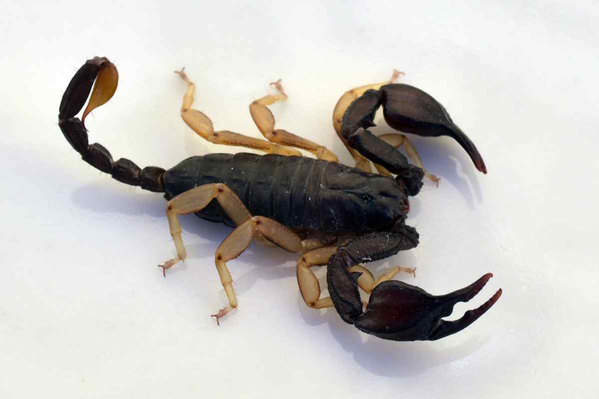 Scorpions Deadly To Humans
