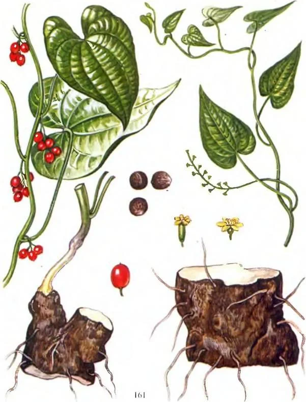 D:\0 wd yedek\acr yedek\1 film indirme\sovremennaya_fitoterapiya_dosyalar\image227.jpg
