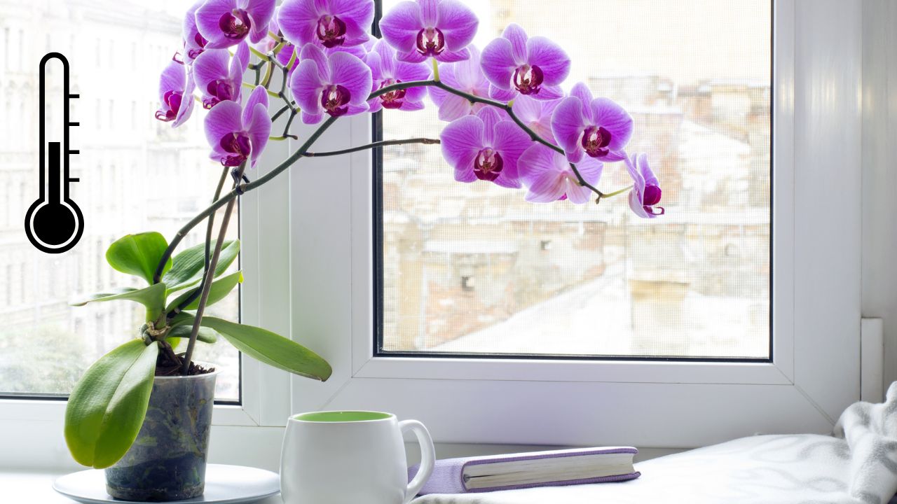 What Phalaenopsis Orchids Need To Thrive