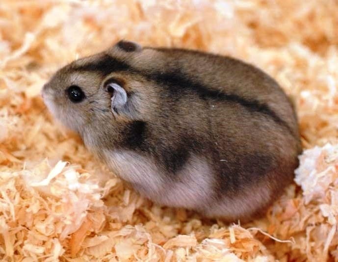 Tipos de hamsters