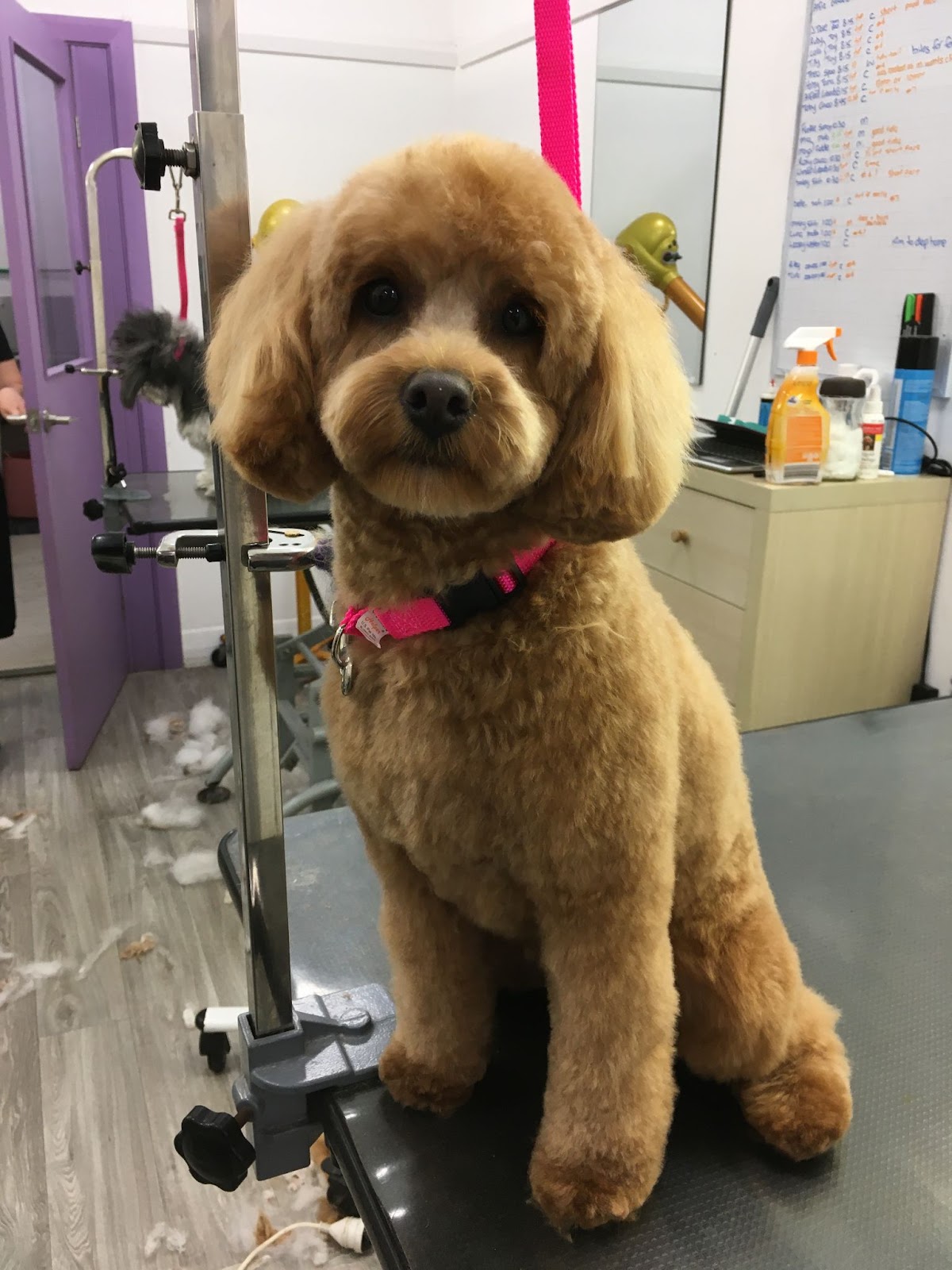 brown cavoodle with red tag