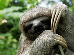 Image result for are sloths endangered