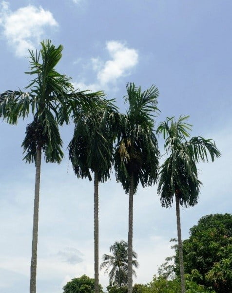 Cây cau lùn mang lại ý nghĩa phong thủy tốt