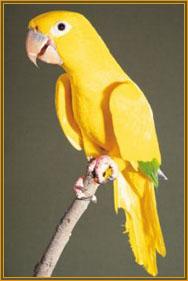 Queen of Bavaria or Golden Conure - Aratinga guarouba. Photograph by & courtesy of Peter Odekerken, Buderim, Qld