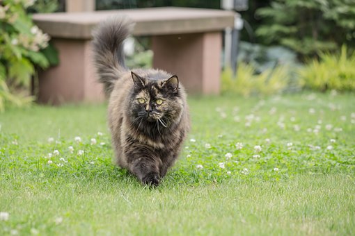 Cat Breed Companion: 5 Tips On Choosing The Best Breed