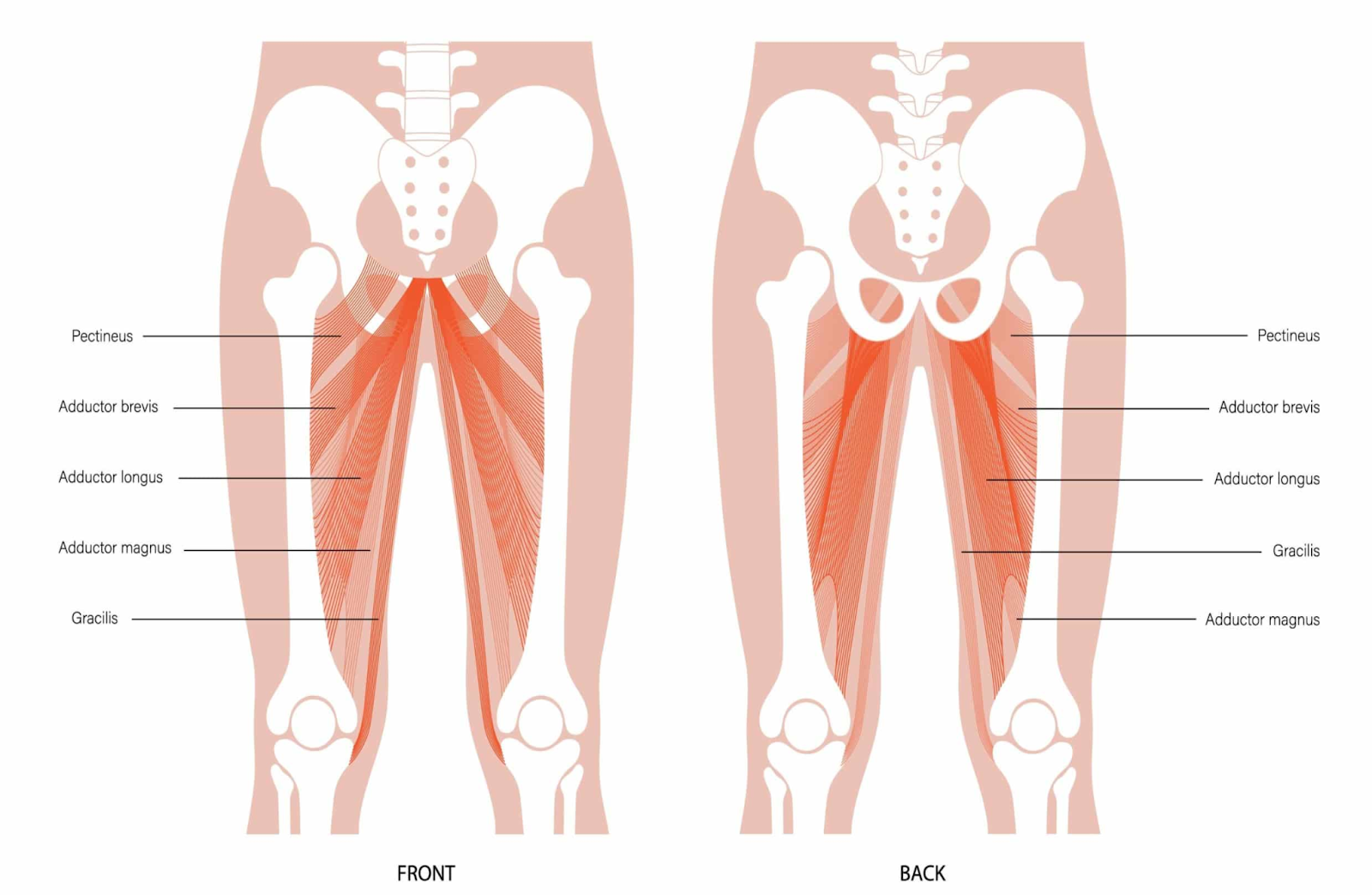 Pistol Squat Muscles Worked Hip Adductors