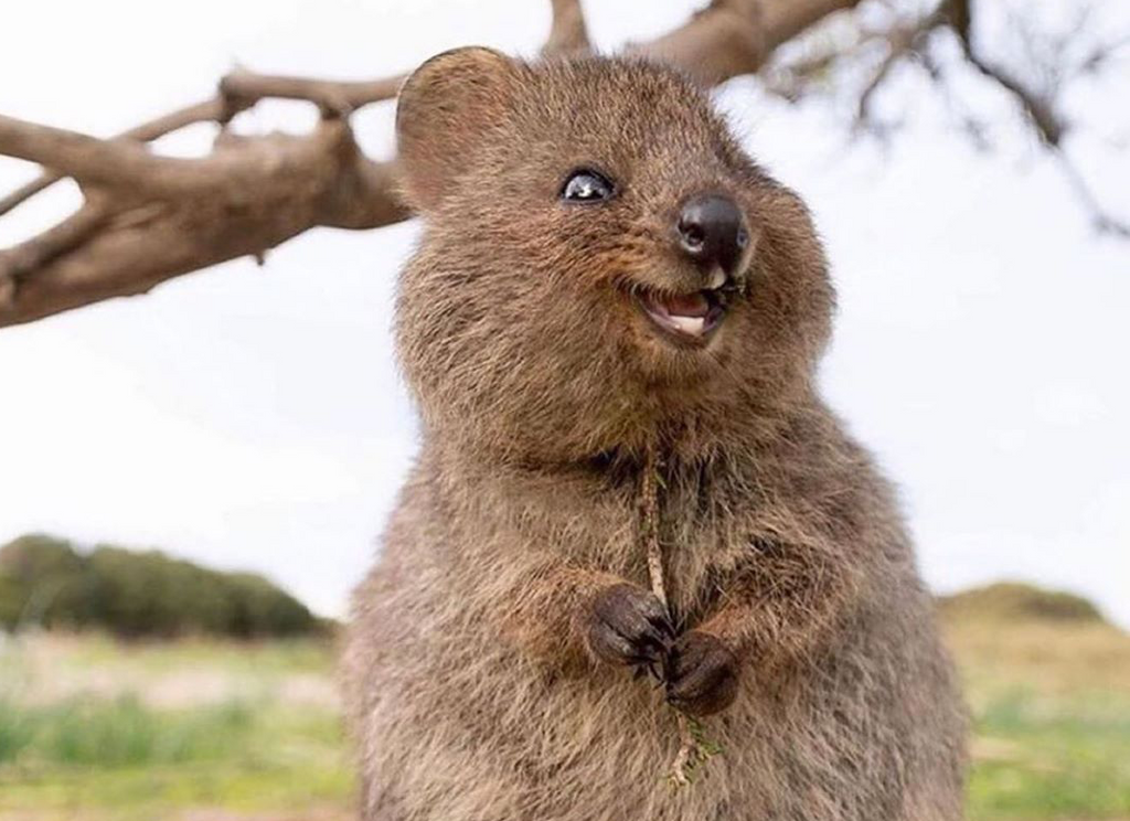 Meet Australia's happiest animal | Bondi Wash Switzerland