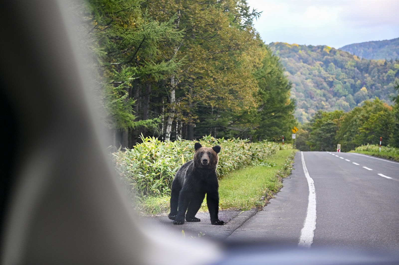 ヒグマに注意】北海道ツーリングする上で知っておくべき熊情報と対策